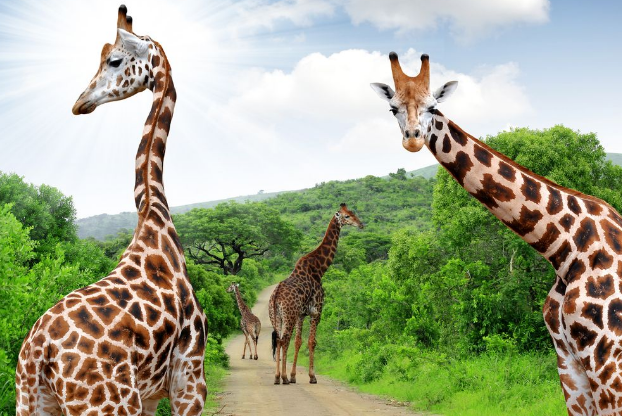 全球七大動物園排名 聖地亞哥動物園美國最大,第二無柵欄