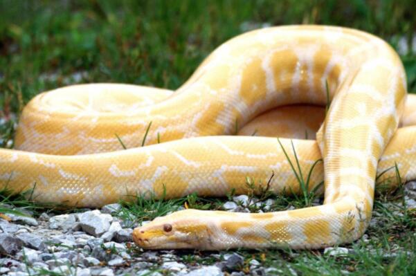 世界十大最奇特的黃色動物