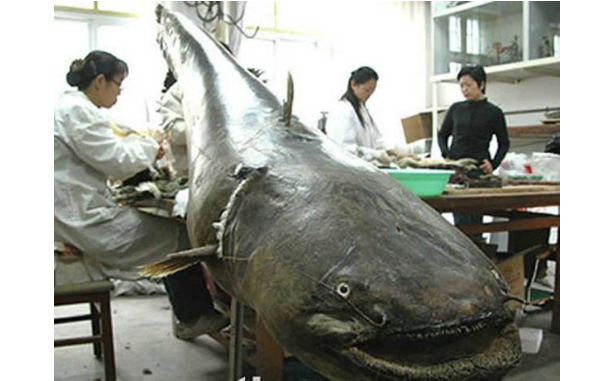 世界最兇猛的十大淡水魚 第一能咬斷人的手指，第五力大無窮