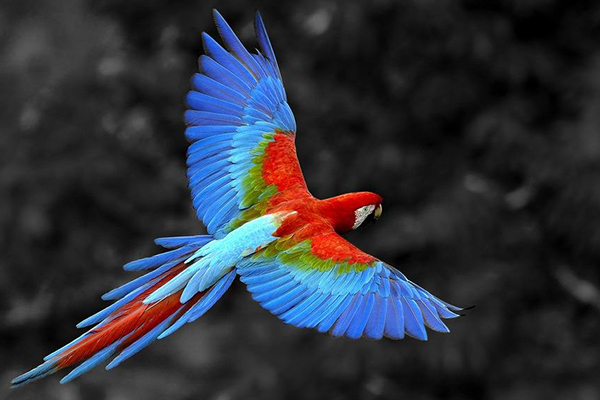 世界十大最美麗的鳥