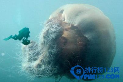 世界上最大的水母：北極霞水母