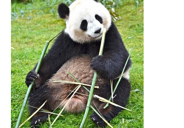 中國十大國寶動物，盤點我國最珍貴的瀕危動物