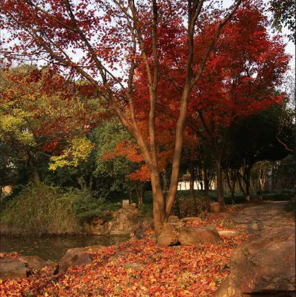 上海五大古老園林排行榜