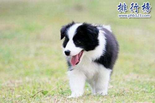 盤點全球最耐寒的十種狗狗，第一來自中國！