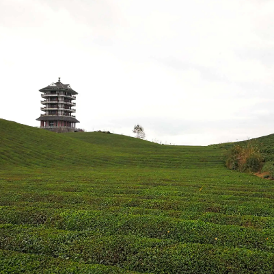 湄潭茶海生態園景區