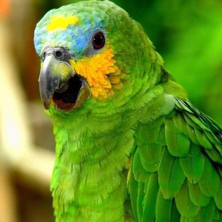 青綠頂亞馬遜鸚鵡