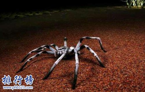 十大常見的室內蜘蛛，幽靈蛛微毒，遇到要避開！