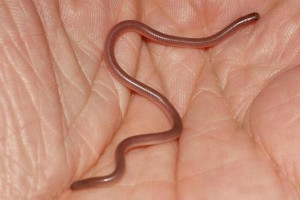 世界上最小的蛇,鉤盲蛇（常被誤認為是蚯蚓）