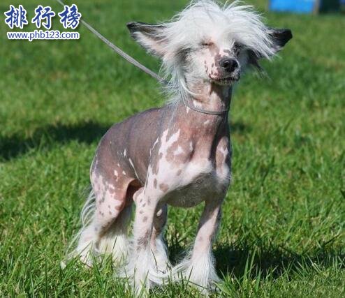 世界上最醜的狗品種：中國冠毛犬，常年包攬世界最醜犬冠軍