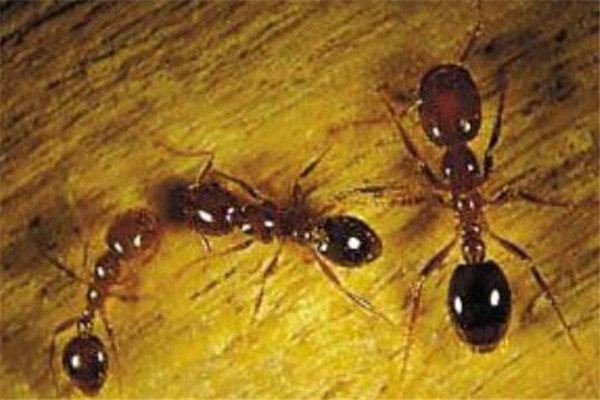 世界十大可怕的螞蟻 子彈蟻帶有毒刺，紅火蟻繁殖能力很強