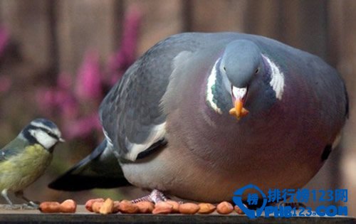 全球最肥胖的動物聚集：鳥胖的已經飛不動了