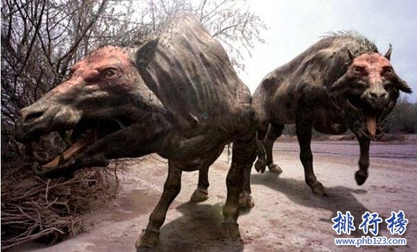 上古時期最兇猛的動物：巨豬，利齒可咬碎獵物骨頭(體型和野牛一樣大)