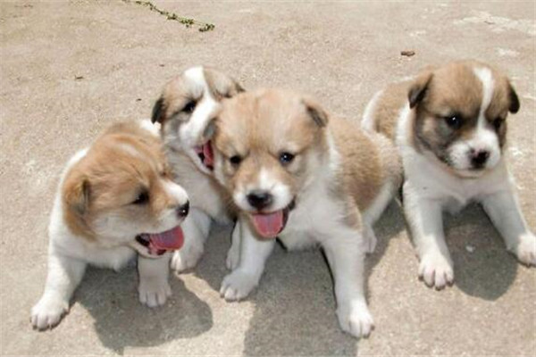 中國家禁養的26種狗，中華田園犬上榜，你都知道嗎