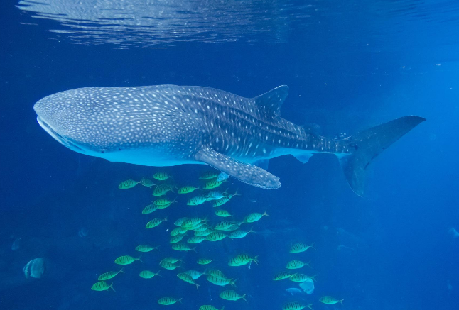 世界十大重型動物 藍鯨位列榜首，體重180噸以上