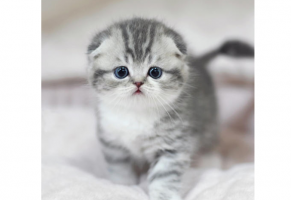 全球最溫順的貓排名 溫柔又可愛的貓咪，你最愛哪一種呢