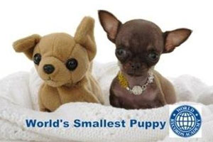 世界上最小的狗：僅有9.65厘米