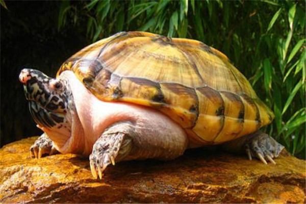 世界十大龜 河龜少到被圈養，紅腿陸龜有著葫蘆腰