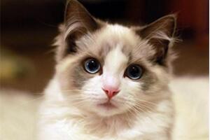 世界上最溫順的貓，乖巧親人的布偶貓【組圖】