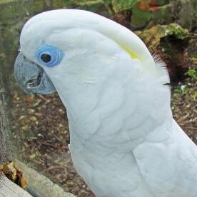 藍眼巴丹鸚鵡