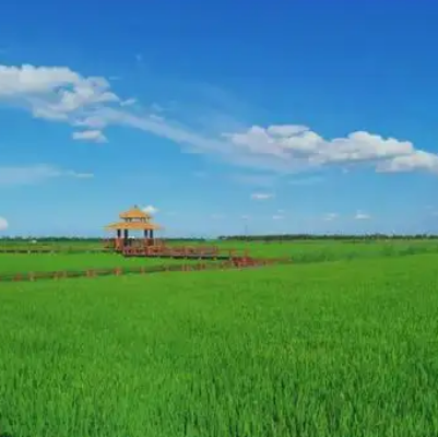 南綠屏·鹹水沽灣千畝稻田