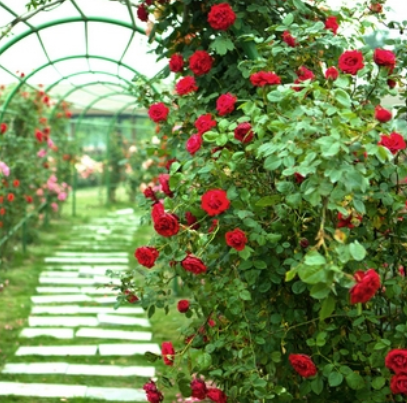 蘇州中國花卉植物園