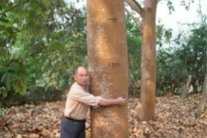 世界上生長最快的樹，輕木10年能長16米(造飛機材料)