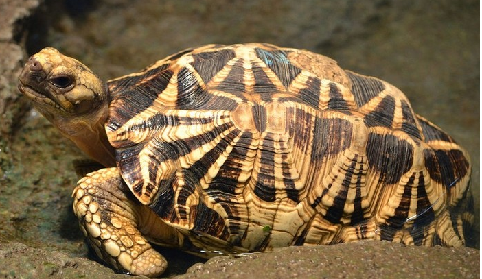 什麼烏龜好養又漂亮？全球十大最受歡迎寵物龜 