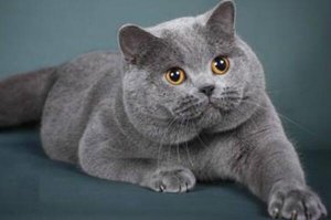 世界十大最適合家養的貓 俄羅斯藍貓上榜，第二被稱為“貓中王子”