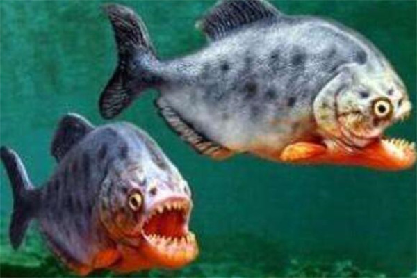 世界十大劇毒魚 會隱藏的石魚很難對付，第一被稱為吸血鬼