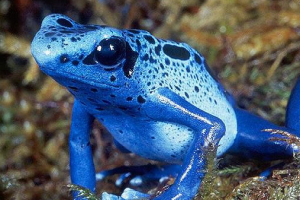 世界上毒性最強的青蛙,鈷藍箭毒蛙（0.000136克殺死一人）