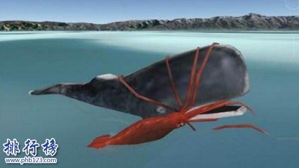 世界上最大的烏賊圖片，大王烏賊長80米重達50噸（常與鯨魚搏鬥）