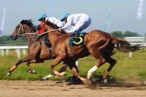 馬的奔跑時速是多少?時速高達50公里
