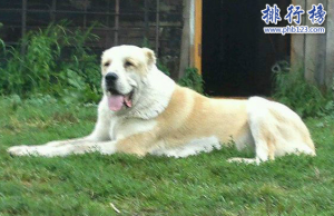 世界凶犬十大排名：中國藏獒名列第一堪稱猛犬霸主