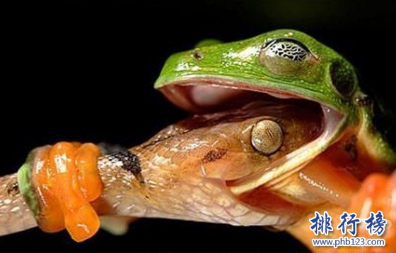 世界上敢吃蛇的青蛙,食蛇蛙最愛吃響尾蛇（絕對不會中毒）