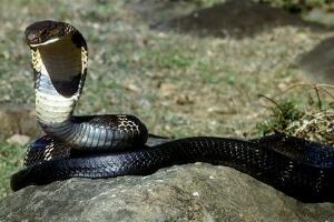 世界上十大毒蛇排行榜,內陸太攀蛇(比響尾蛇毒300倍/一毫克殺兩人)