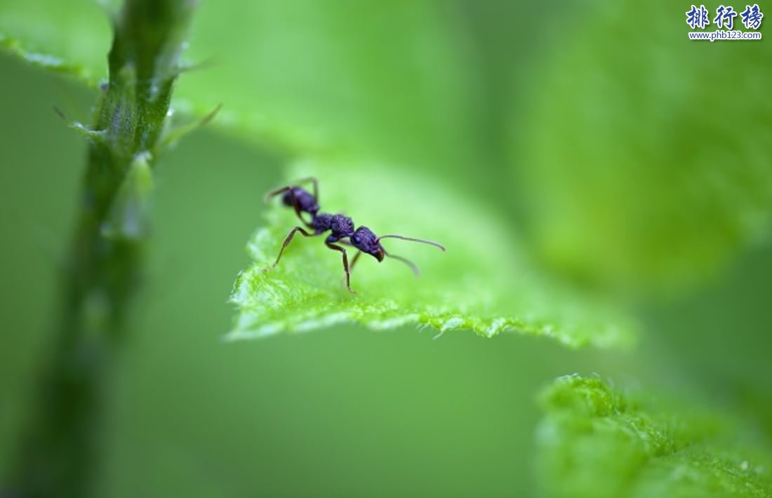 昆蟲界十大頂級殺手：黑刺大齶蟻曾滅二戰德軍精銳！