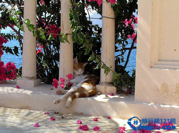 土耳其卡爾坎：海島上的貓咪風情