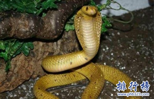 世界上最大的蛇,桂花是近年來發現的最大的蛇（全長14.85米）