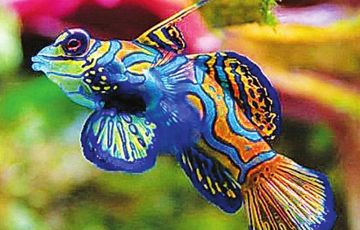 十種最漂亮的熱帶魚，世界上最美的熱帶魚（附圖片）