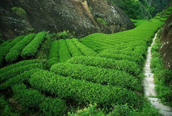 中國十大名茶產地：中國茶葉品牌排名推薦