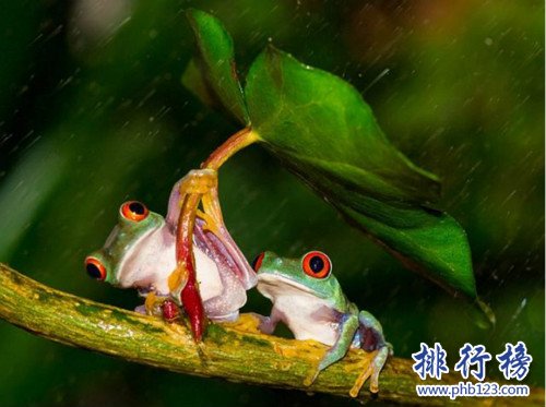 世界上最小清新的青蛙,打傘樹蛙(後被證實為擺拍)