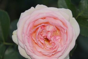 世界最好看的十大月季花品種，美咲上榜，第一是World’s Best Rose