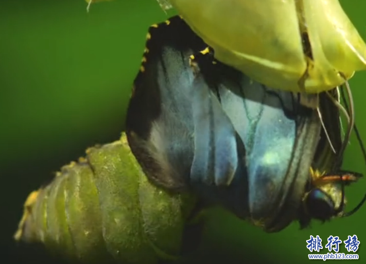 世界上最大的蝴蝶：傳說中的藍默蝶竟是最大的蝴蝶