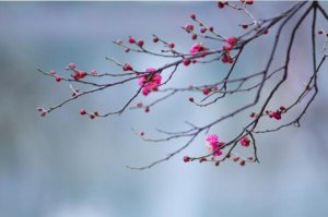 中國傳統十大名花排名，梅花高居榜首，第二被譽為花中之王