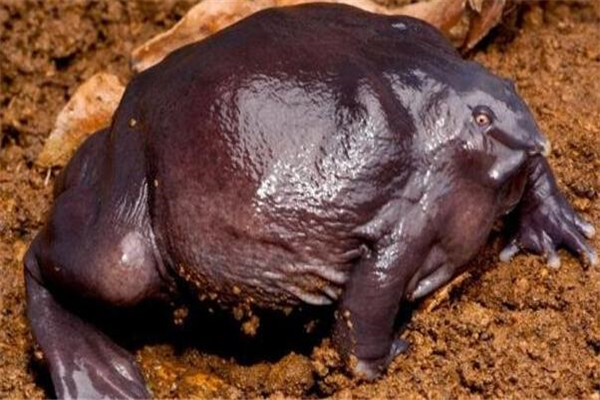 世界十大罕見動物 玻璃蛙能看到內臟，長耳跳鼠像是米老鼠