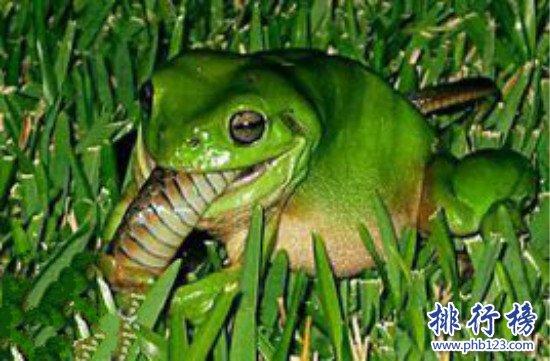 世界上生性兇猛的青蛙,鍾角蛙(會襲擊一切經過它的動物)
