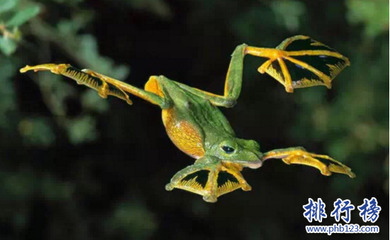 世界上最特別的青蛙，飛蛙樹上的跳躍者（華萊士飛蛙/黑掌樹蛙）