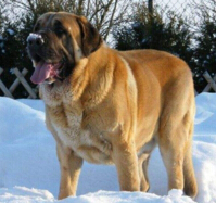 世界上最大的犬排行榜，西班牙獒犬（高100厘米/體重120公斤）