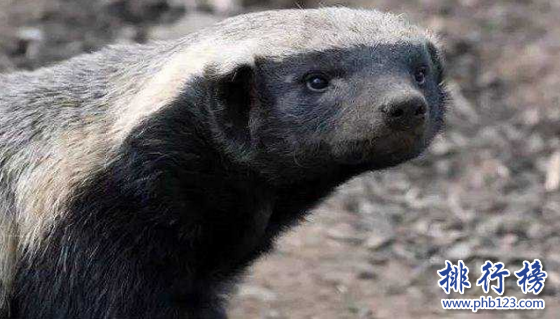世界上最無畏的動物,平頭哥蜜獾（見誰咬誰）