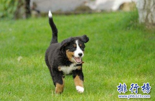 盤點全球最耐寒的十種狗狗，第一來自中國！